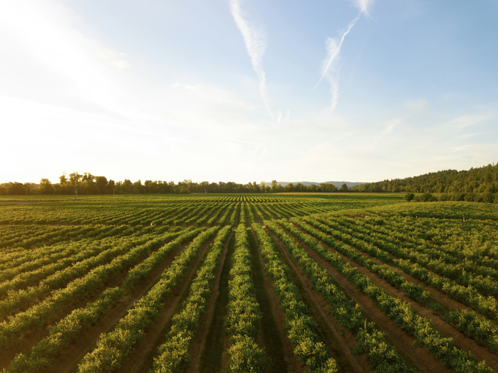 Growing Brands with Strategy, Communications and Digital